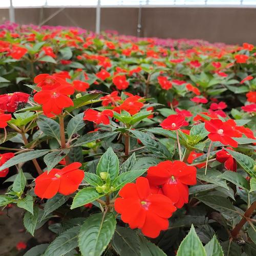 特别的凤仙花品种