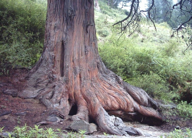 西藏林芝桑树王