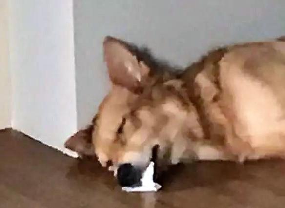 主人看见宠物狗狗口吐白沫,吓得赶紧查看,结果差点被气晕