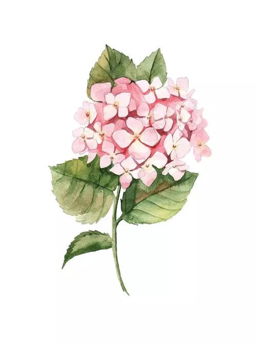 清新的绣球花水彩画