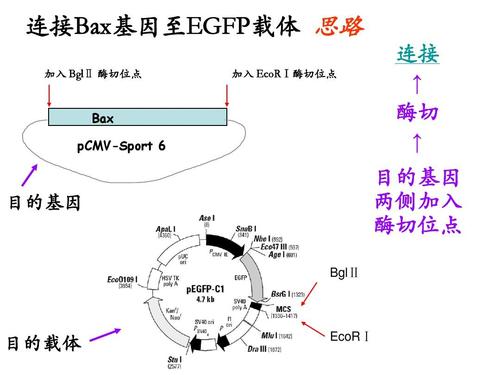 如何构建质粒克隆ppt