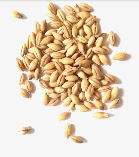 颗粒饱满的麦芽细节图