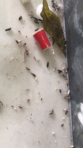 大神帮我看看这是老鼠屎还是壁虎的便便?屋子里的确有