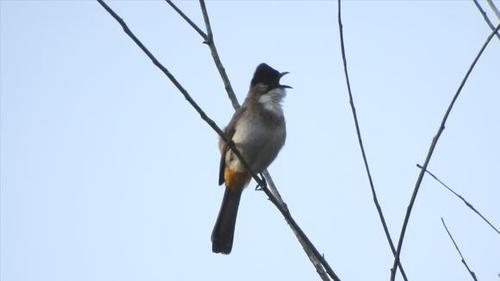 【白喉红臀鹎】母鸟叫声单调,公鸟叫得太好听了!