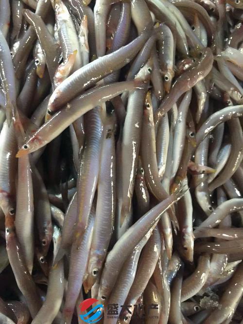 批发冷冻海捕野生海泥鳅鱼(沙溜,玉筋鱼)