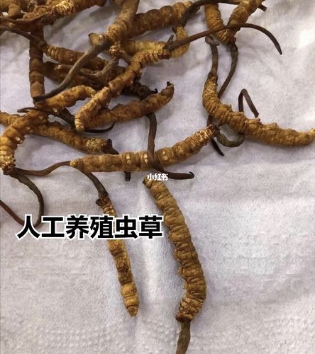 野生冬虫夏草与人工养殖的区别_冬虫夏草_虫草_养生_徐汇区自由行热门