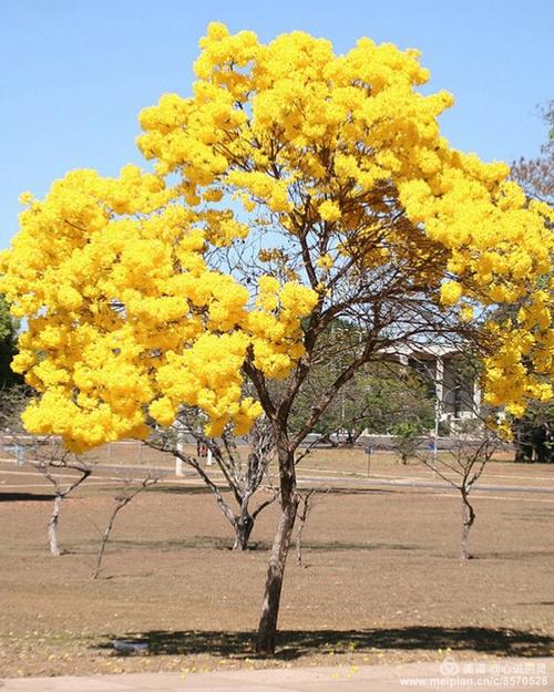 黄花风铃木之花
