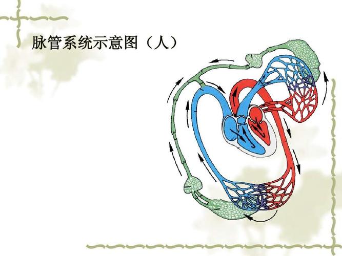 脉管系统示意图(人)