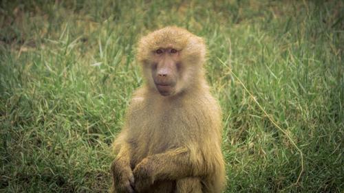 猴子,动物,野生动物,动物园