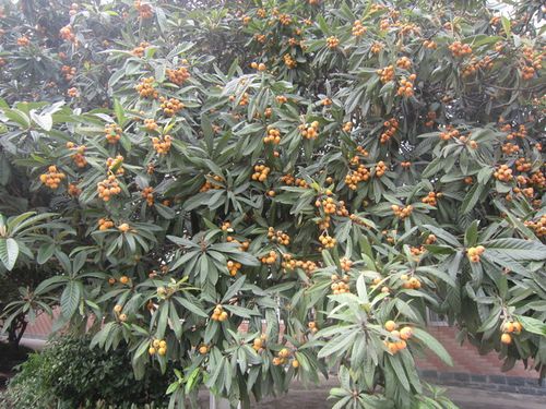 哪里的枇杷树最多?