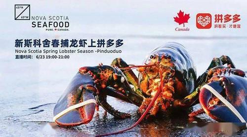 今晚:拼多多直播,买新斯科舍龙虾