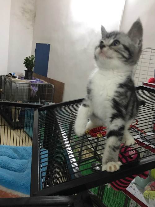 美短加白母,蓝猫根折公