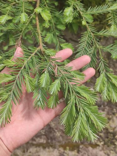 北美红杉从哪引进?