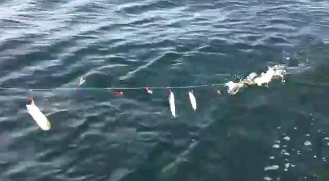 海钓:手丝钓鲅鱼,鲅鱼连串上根本停不下来!