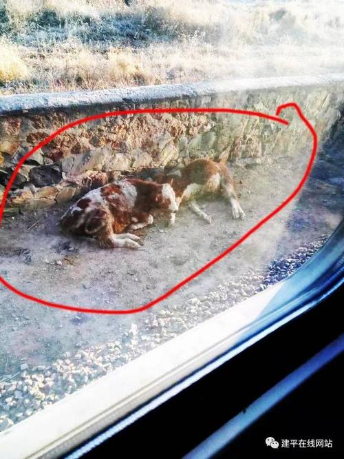 【车祸突发】朝阳境内火车惨烈车祸,造成4死1伤,胆小慎入.