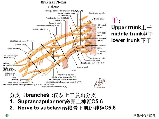 臂丛神经解剖图谱
