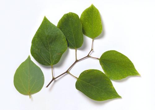 简笔画紫荆树叶 简笔画图片大全-蒲城教育文学网