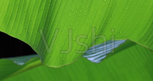 江南雨打芭蕉树唯美空镜(杭州西湖)