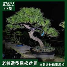 三河黑松盆景小型日本黑松素材微型h小品造型绿植盆栽苗圃直销