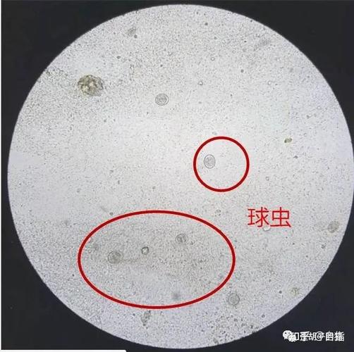 2,生肉喂养,比如绦虫虫卵.