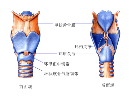 喉软骨连结.ppt 4页