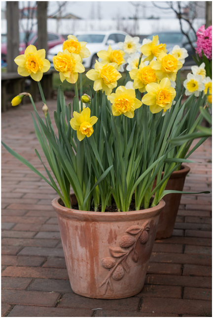 试种地里的洋水仙盆切花生产花海景观的好材料