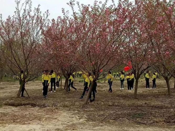 去年3月11日,长丰办起了2018中国合肥(长丰)樱花艺术节活动,活动举办