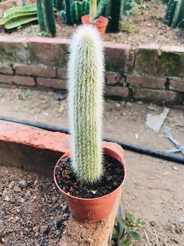 白吹雪 可爱柱状 仙人掌多肉类植物 居家办公景观 基地直发