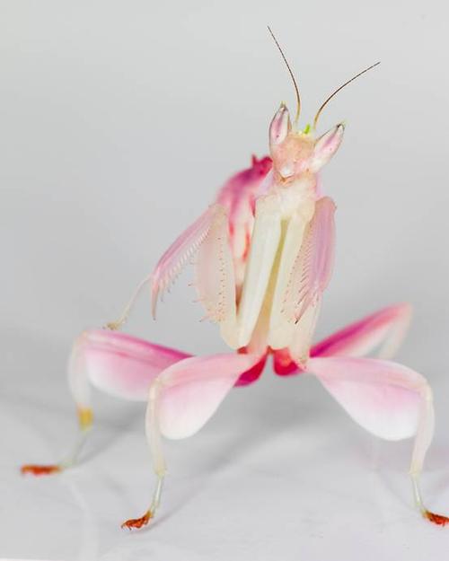 兰花螳螂:形如兰花,灿烂芳华