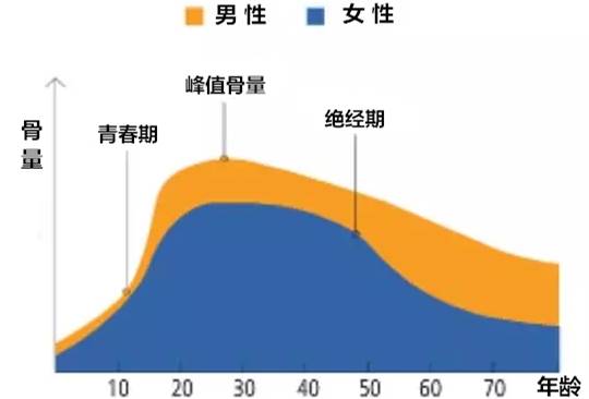 尤其是男性超过50岁,女性绝经期以后,成骨细胞下降趋势更明显,骨密度