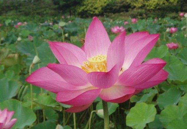 荷花的花语是什么有什么寓意