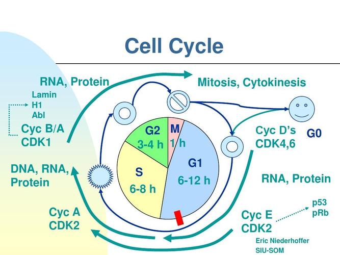 cell_cycle