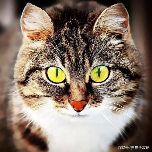 猫咪都有哪些颜色的瞳孔?最后一张真霸气!