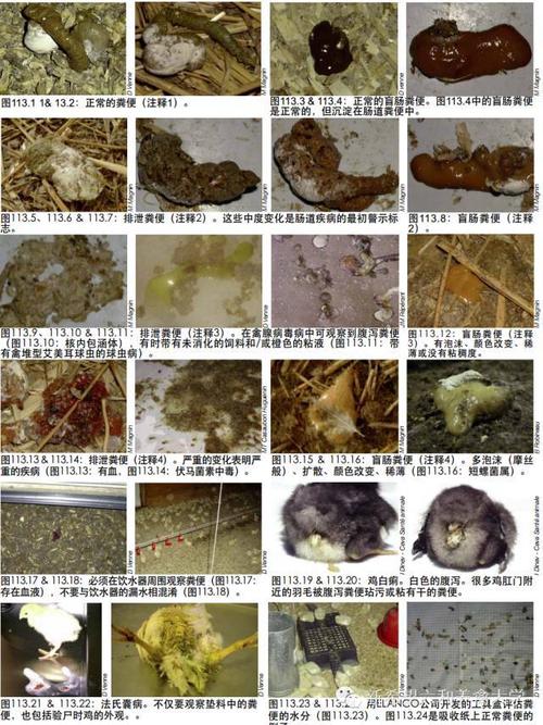 史上最权威家禽异常粪便观察手册