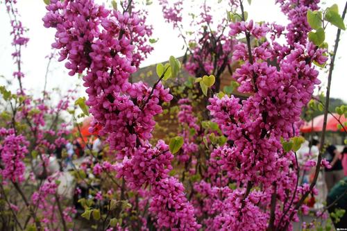 [原创]紫荆花前话短长