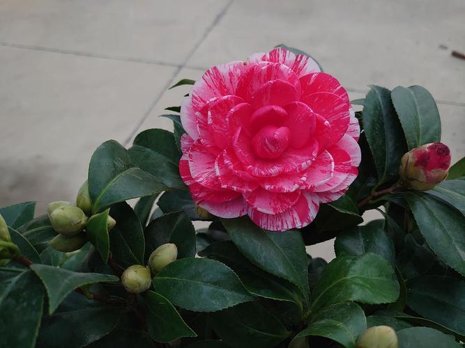 茶花五色赤丹