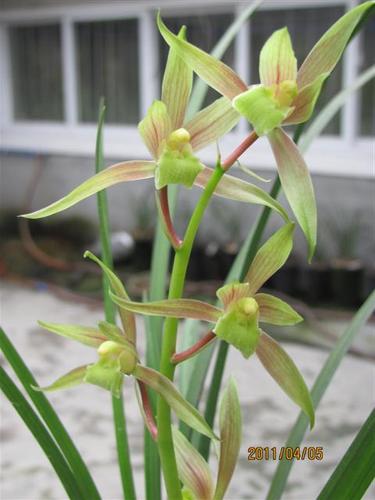 送春红花素(已经开花) - 中国兰花交易网