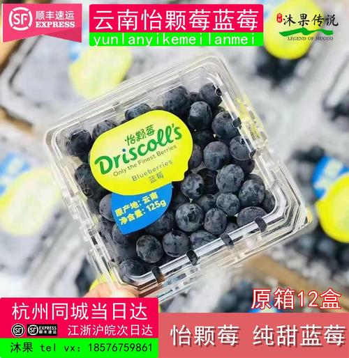 云南新款中国大陆云南省怡颗莓蓝莓中果超甜鲜脆多汁新鲜孕妇水果