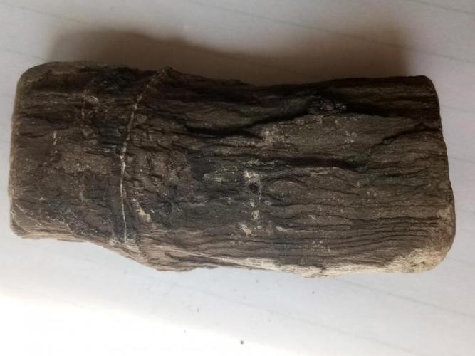 这个在煤里的木化石价值多少