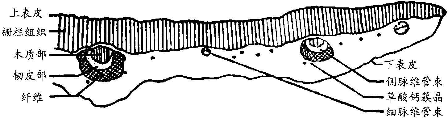 石竹叶主脉及叶片横切面简图