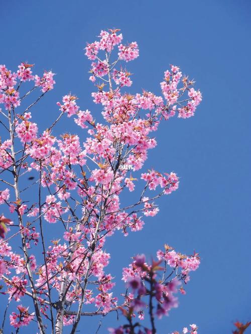 樱花_樱花_大理大学(古城校区)攻略_樱花校园_生活记录_校园生活