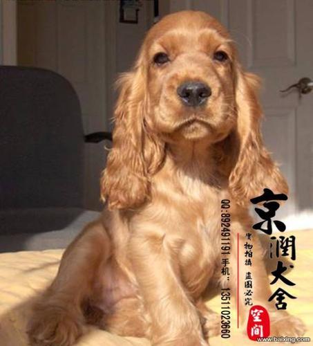 可卡犬好养吗 可卡多少钱一只