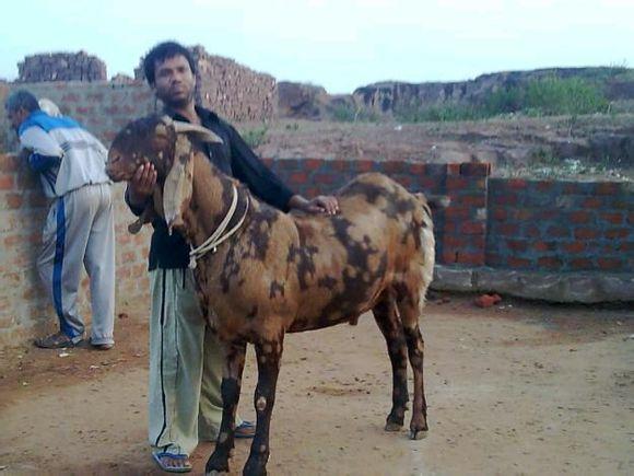 震惊国内努比亚黑山羊