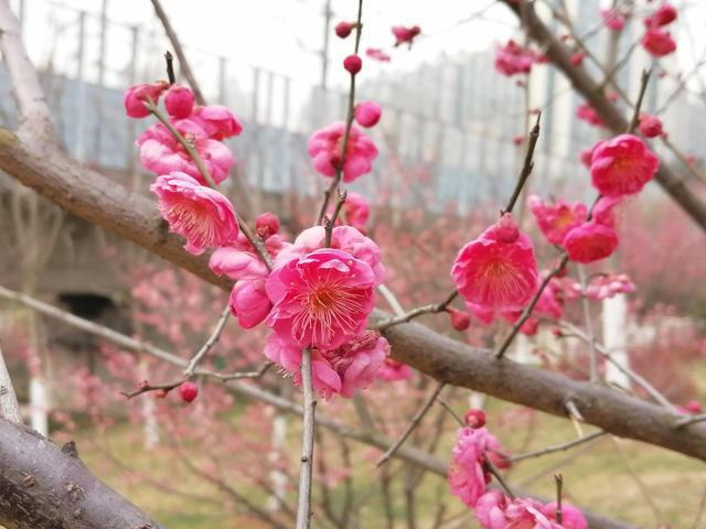 匡河公园梅花开放太美了