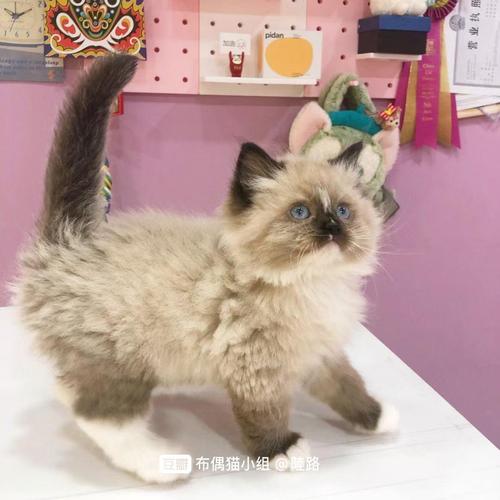 上海双色/重点色手套布偶找家长