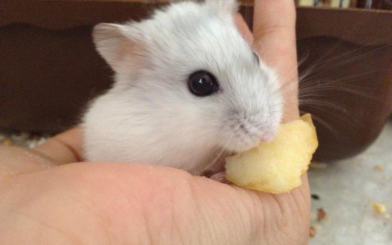 【仓鼠饭团君】一只吃货的日常,寻找食物