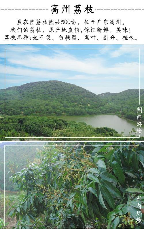 岭南荔枝新鲜乌叶广东高州妃子笑糯米糍南方三月红桂味现货5斤-淘宝网