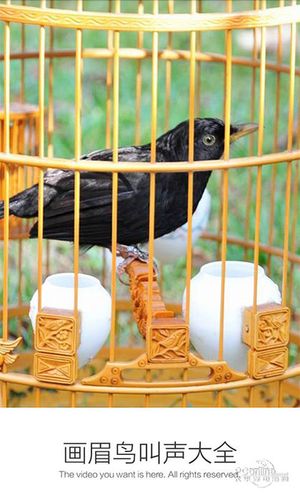 画眉鸟叫声大全