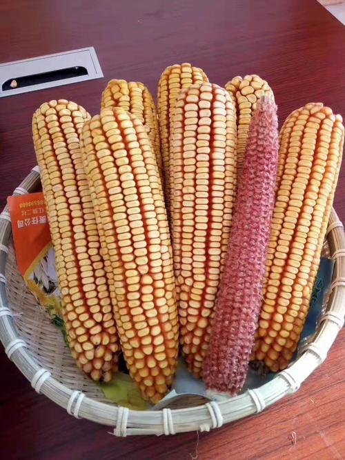 其它 "玉米霸主 "松玉6 写美篇 品种主要性状: 1,生育期 :出苗至成熟