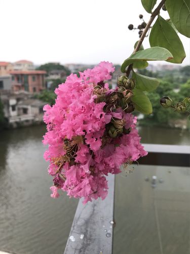 人见人爱,花见花开_中升村自由行热门攻略_露台_中秋去哪玩_露台花园